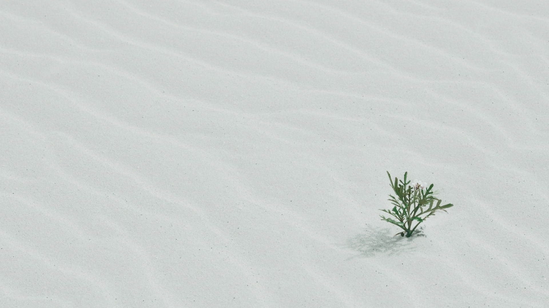 What is a PMM’s role in a pure PLG company?