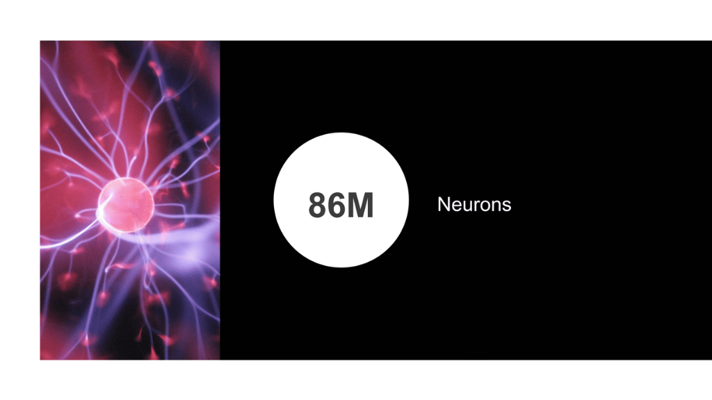 Stylized image of a neuron – it kind of looks like one of those plasa lamps we all loved in the 90s – and the text "86M neurons"