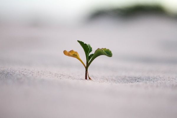 A playbook on how to build a sustainable growth strategy